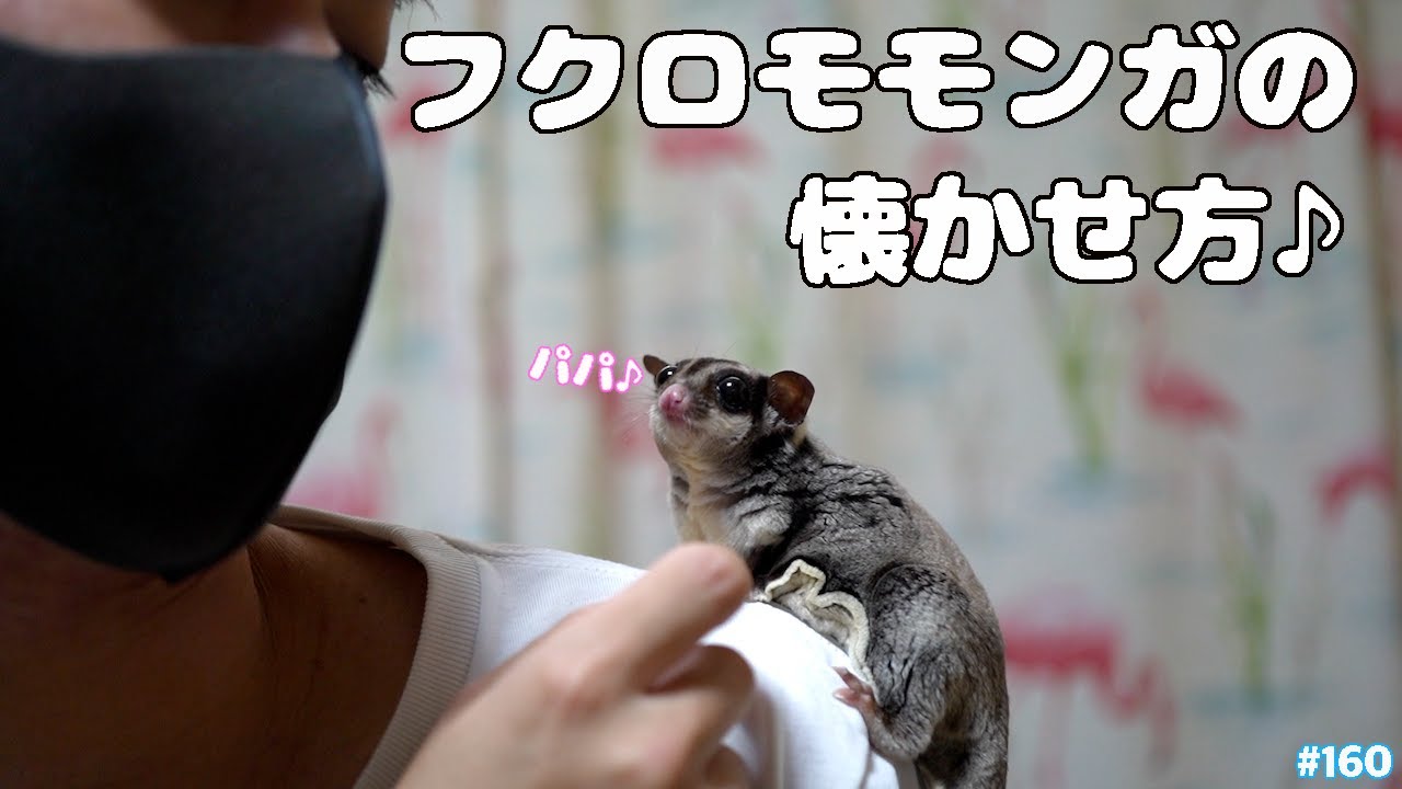 フクロモモンガ(モモ)の懐かせ方のご紹介♪