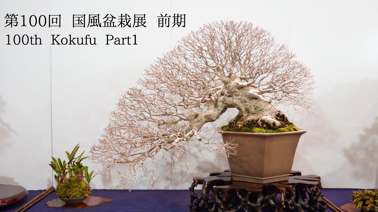 [4K 全出品樹収録] 第100回 国風展 前期  2026