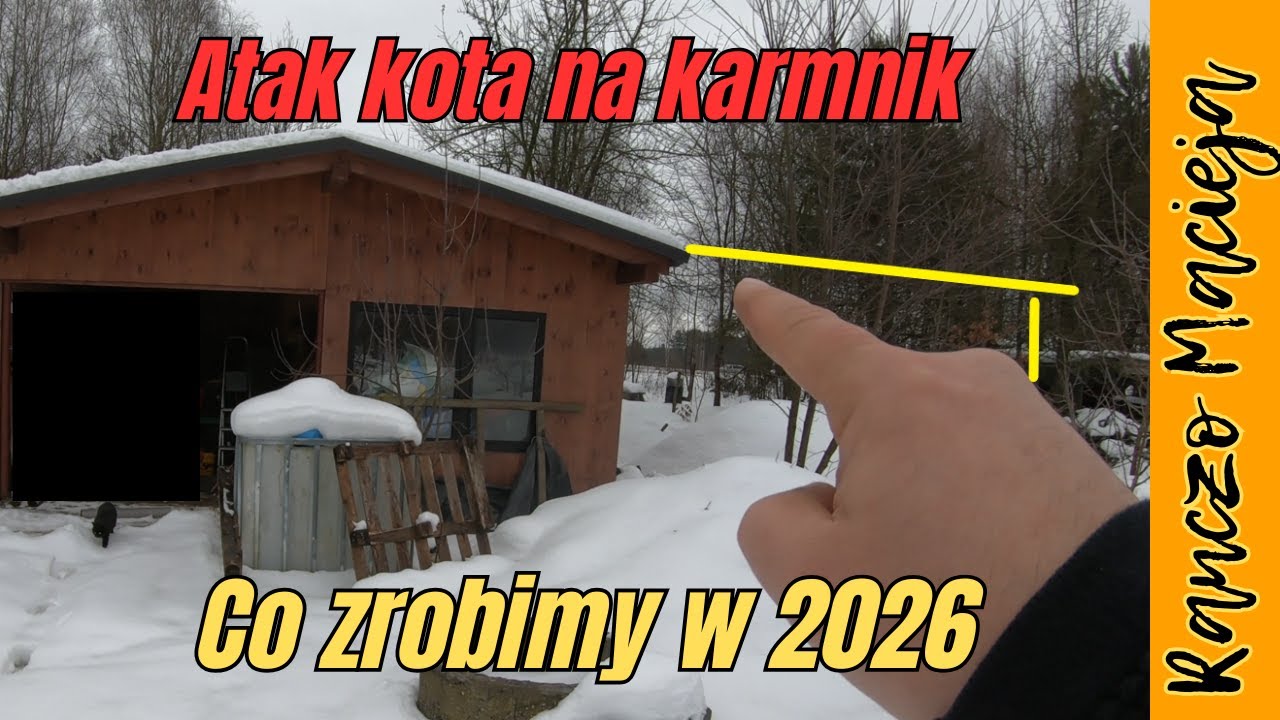 Plany na 2026. Atak kota na karmnik! #523 [4K]