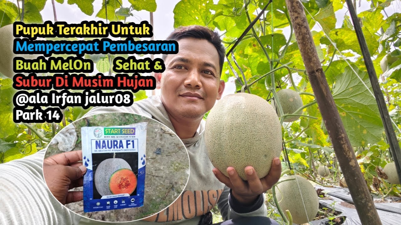 Pupuk Terakhir Unt MelOn Net Tebal, Rapat,  & Manis Di Musim Hujan @ala Irfan jalur08