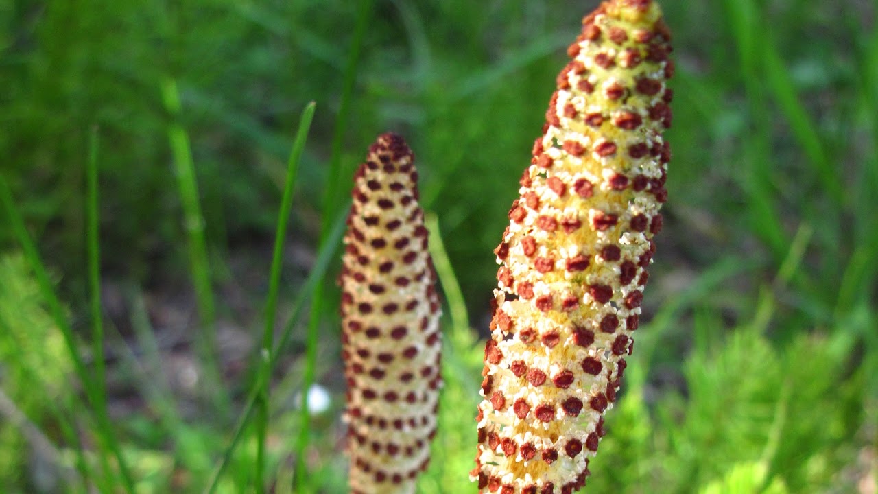 common horsetail - Equisetum arvense. Identification and characteristics