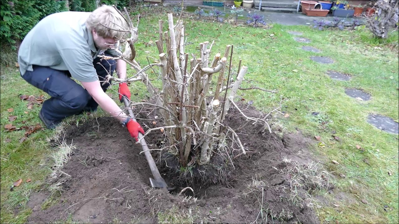 Transplanting Two Mature Shrubs To Clear Front Garden Ready For New Design