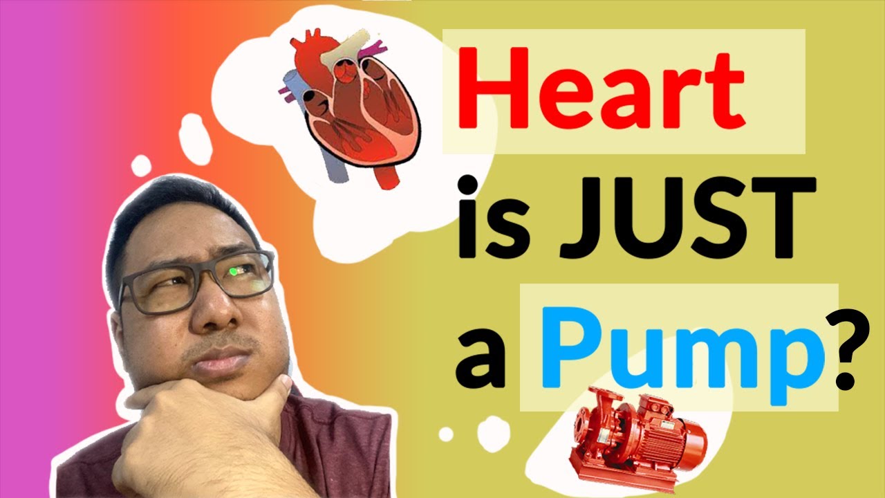 Transport in Human : Single vs Double Circulation