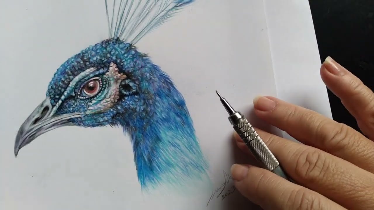 com desenhar animais realistas: pavão esboço
