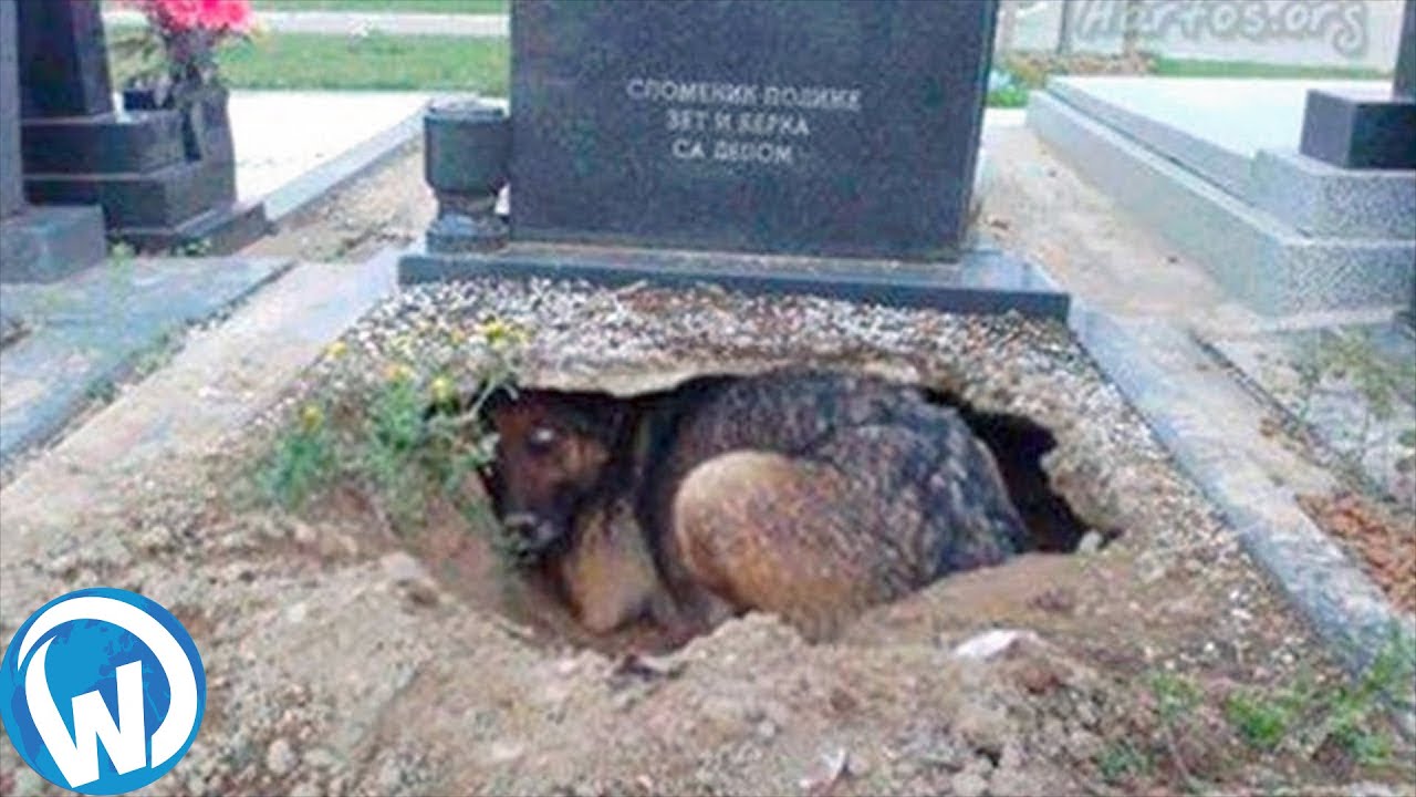 THE MOST FAITHFUL ANIMALS THAT EVER EXISTED