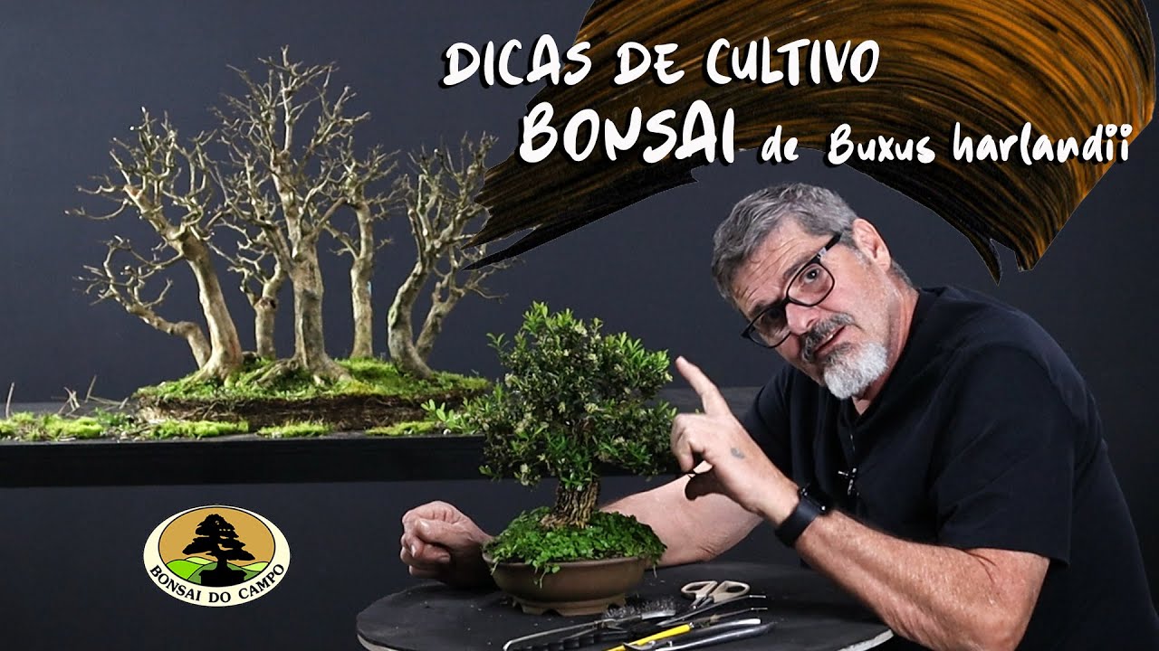 DICAS DE CULTIVO - BONSAI DE BUXUS HARLANDII