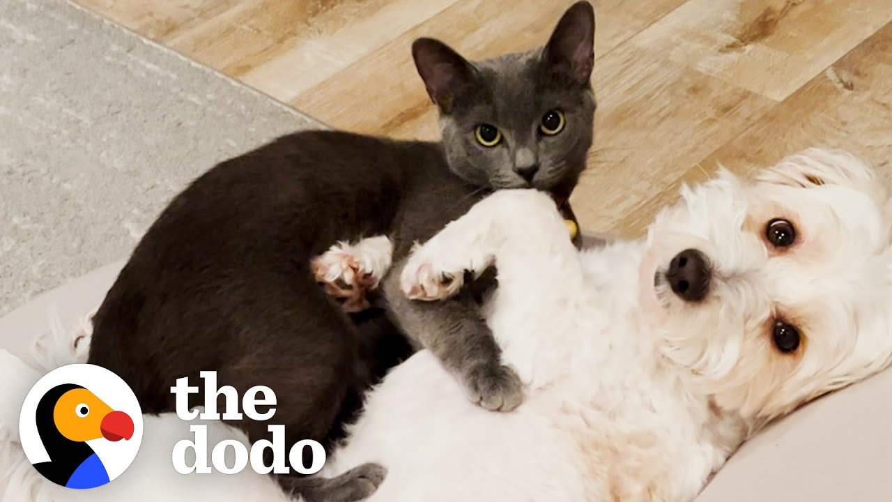 Бродячая кошка следует за этой собакой на прогулках | The Dodo