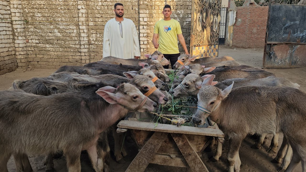 ما تلفش وتحتار رجعنلكم النهارده بأرخص الأسعار عجول  وعجلات جاموس انية من الفواخر وشوف بنفسك فرق