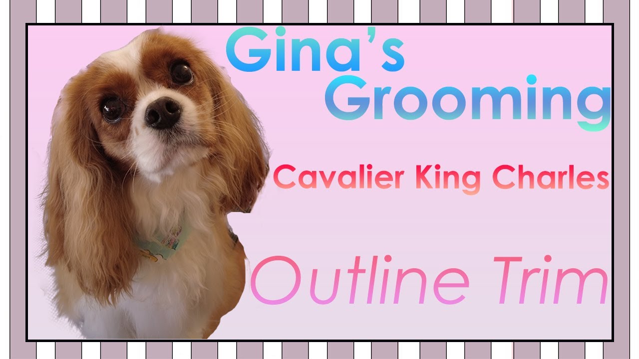 Outline Trim on a Cavalier King Charles Spaniel – Gina’s Grooming