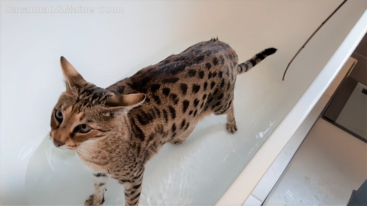 Ванна с кошкой Саванна