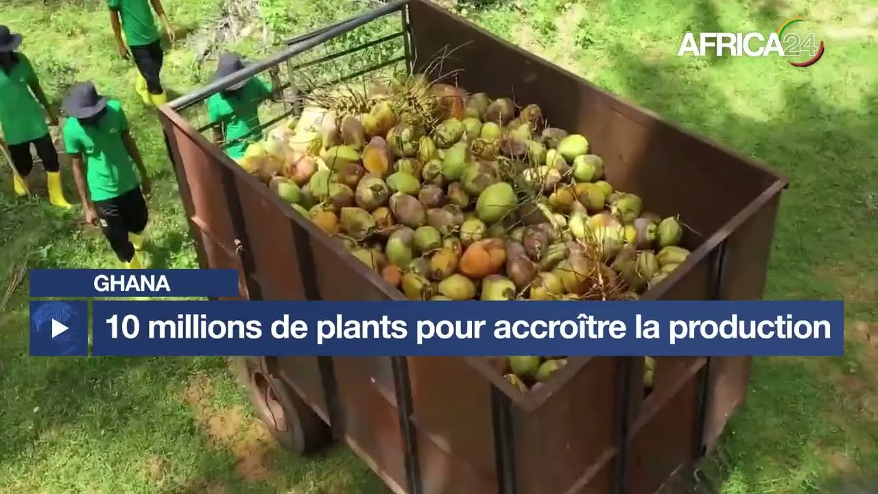 Ghana : 10 millions de plants pour accroître la production de noix de coco d’ici 2028