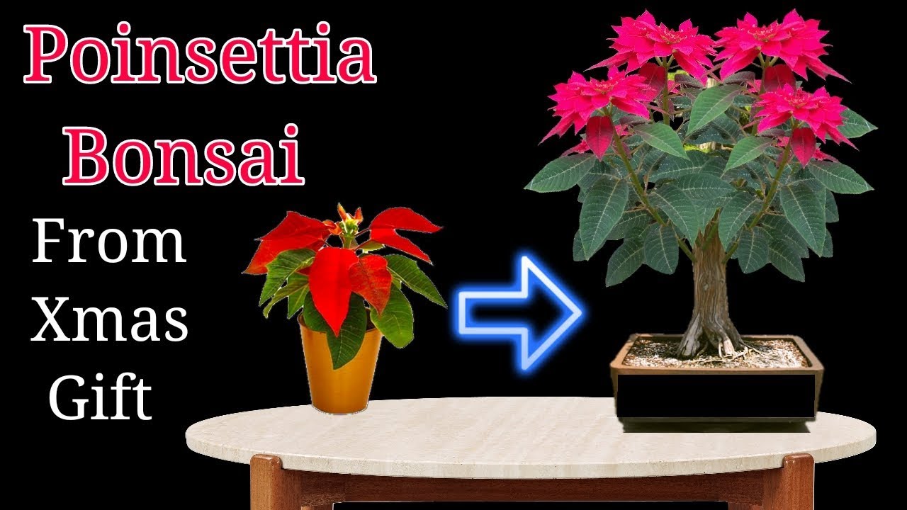 Poinsettia Bonsai from Xmas gift