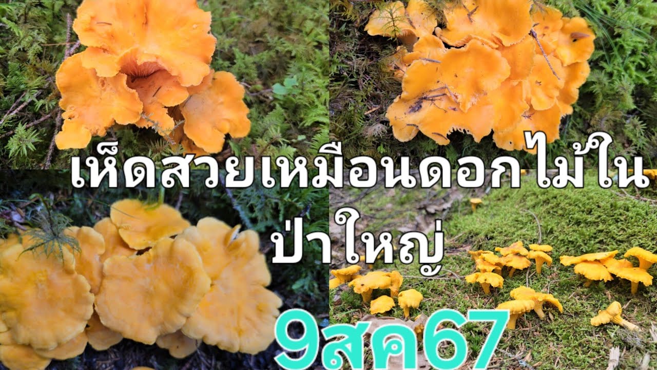 เก็บเห็ดแบบจุกๆไปเลยค่ะคลิปนี้🍄🍄🍄เก็บป่าเดียวล้นๆ
