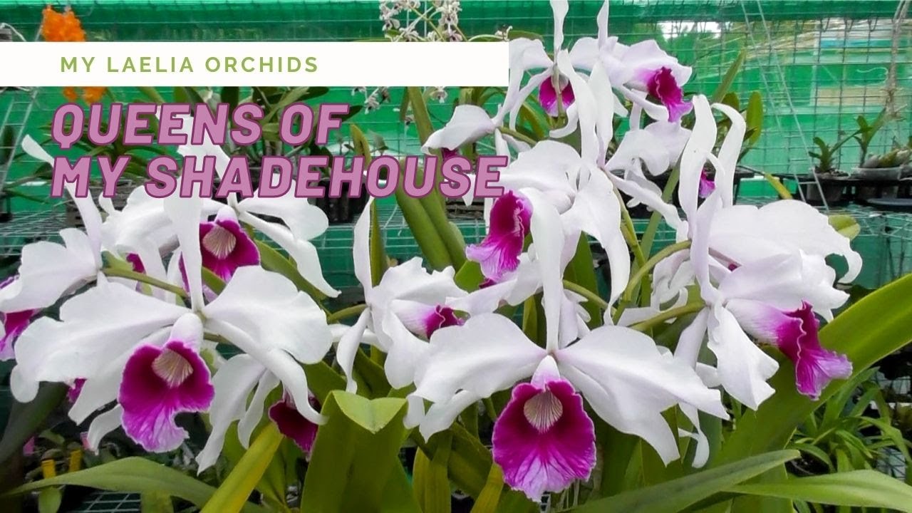 My Laelia Orchids // Care tips