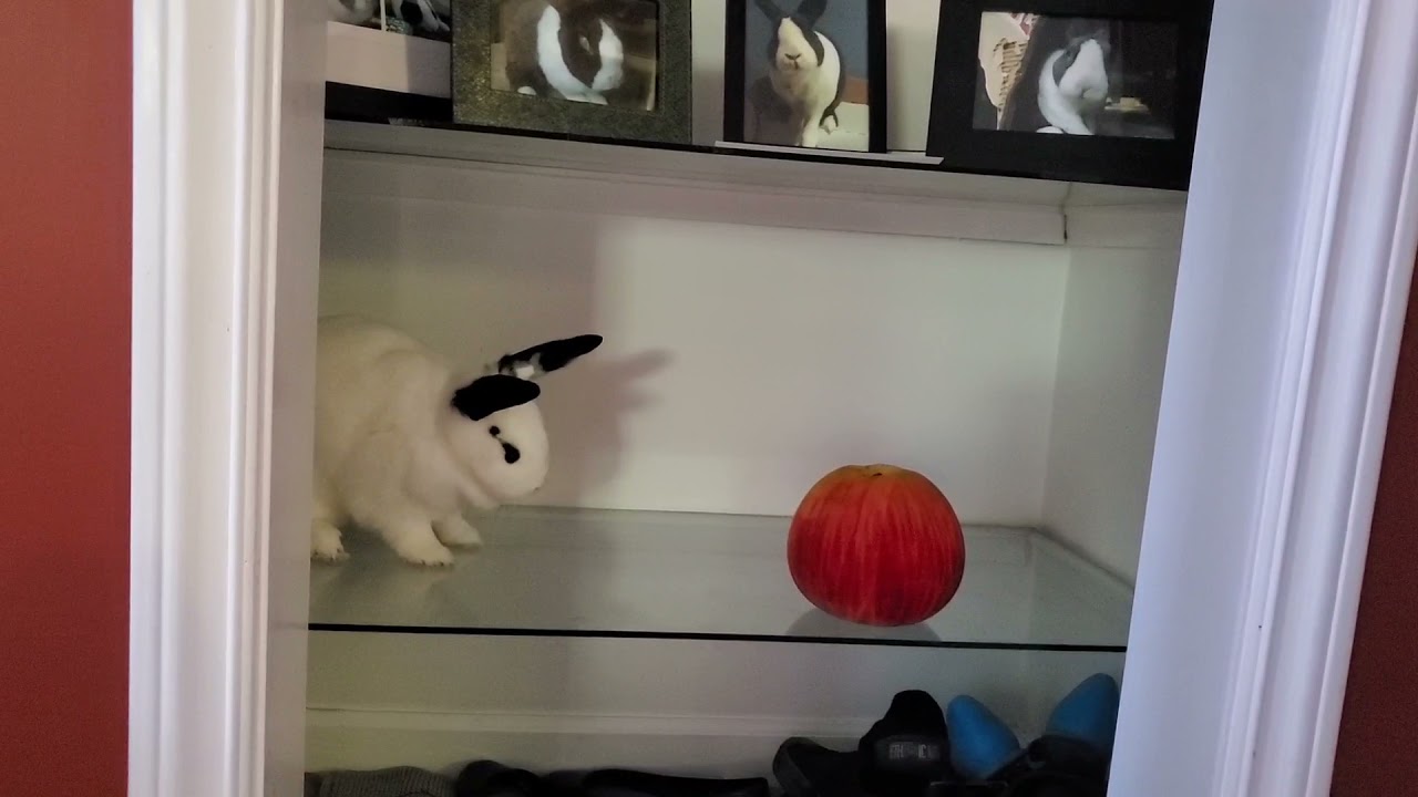 Blind bunny binkies