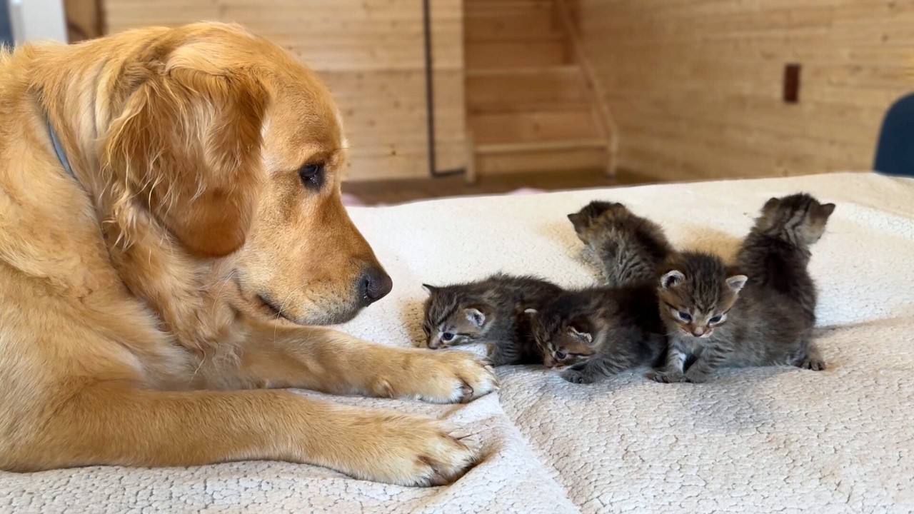 How My Golden Retrievers Became Best Friends with Tiny Kittens