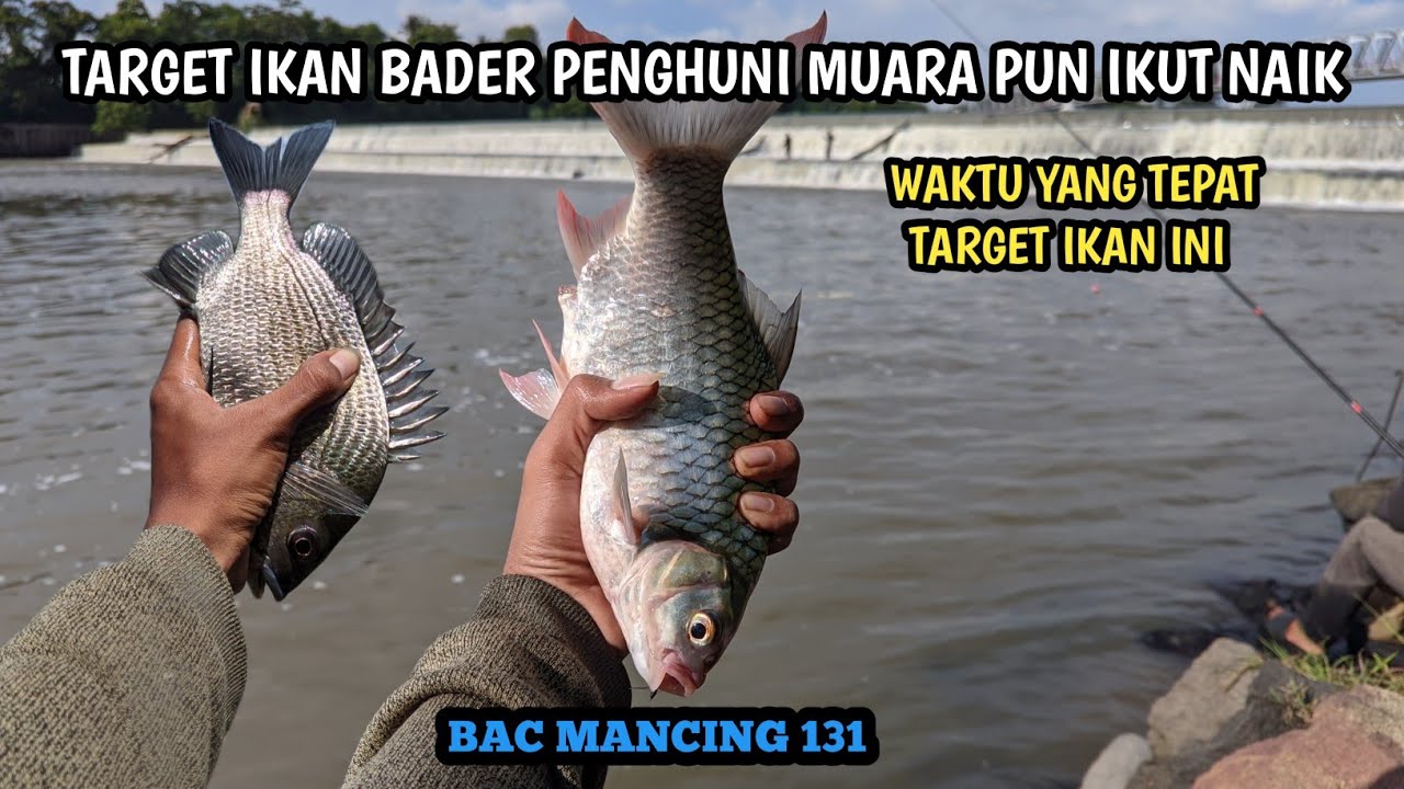 MANCING DI AIR PAYAU IKANNYA MUBAL!!!