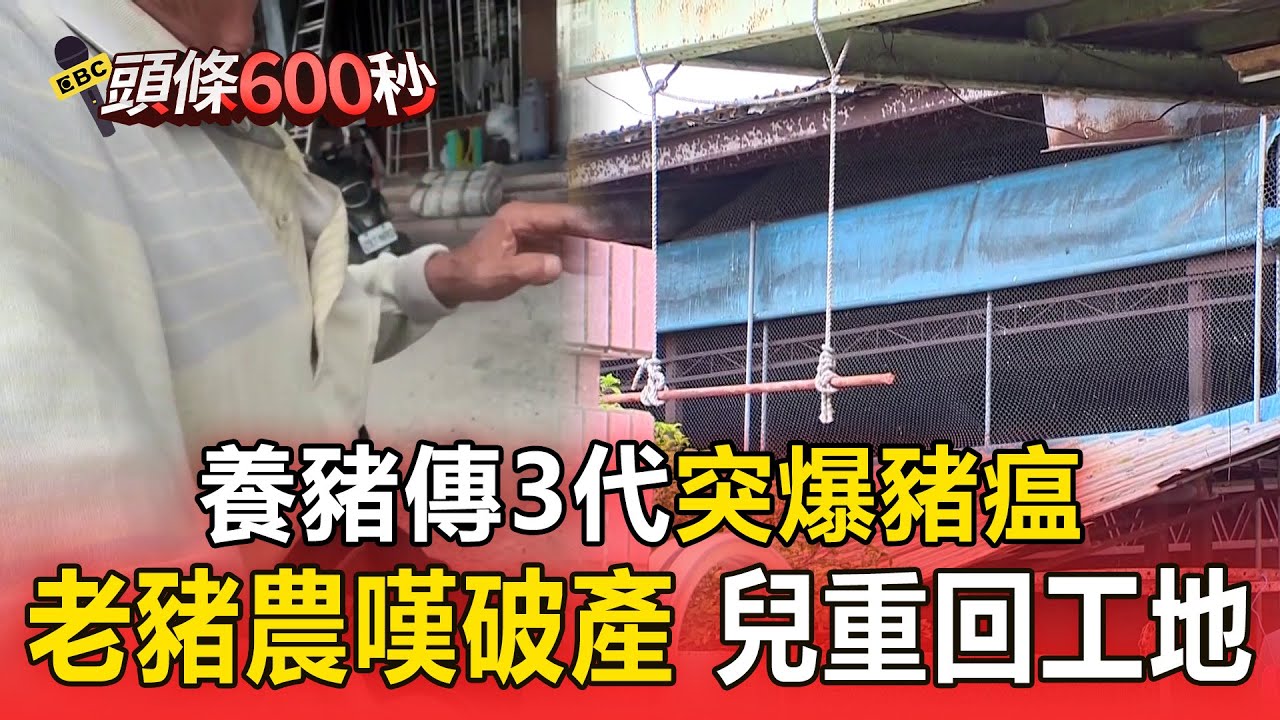 養豬傳3代突爆豬瘟 老豬農嘆破產 兒重回工地【頭條600秒】