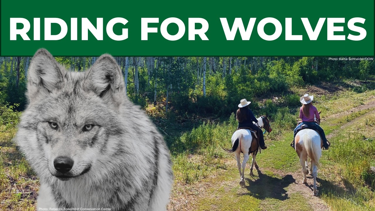 Can Horses Save Wolves?