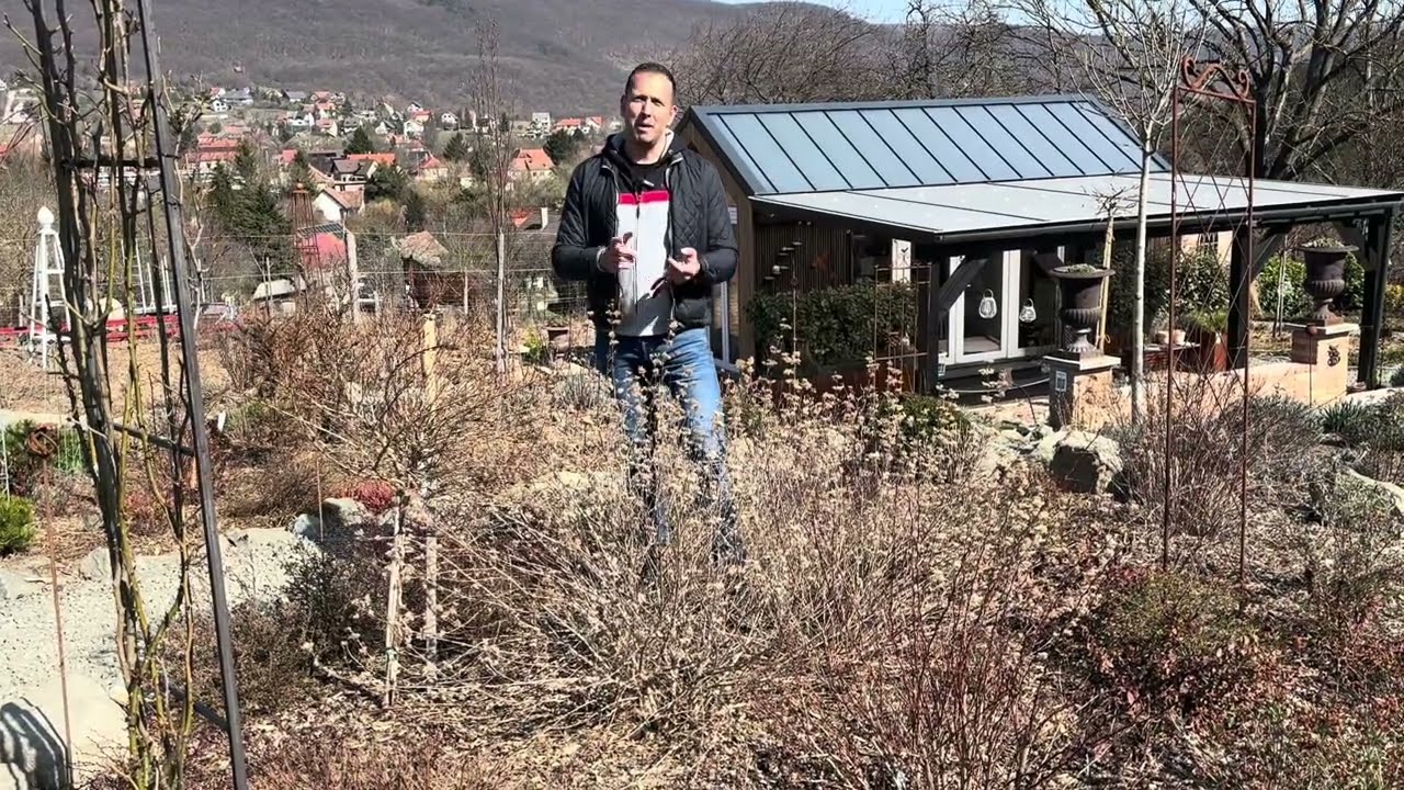Kékszakall metszése, törpecserjék tavaszi metszése 