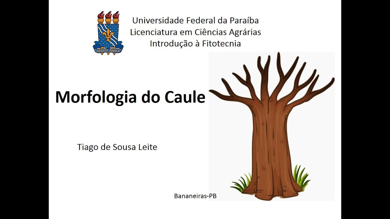 Botânica básica - Morfologia do caule (Organografia)