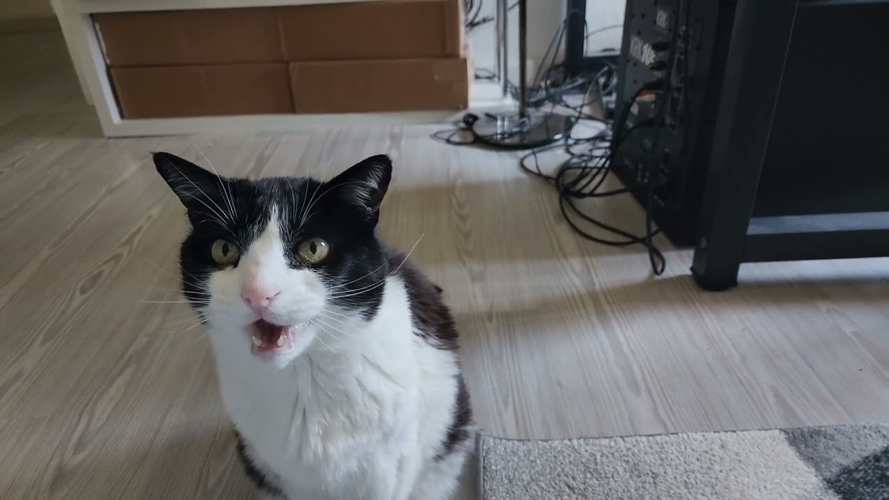 meow (follow me, urgent)