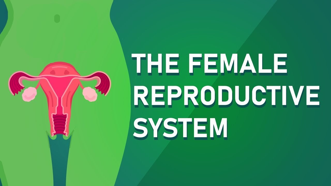Female Reproductive System 