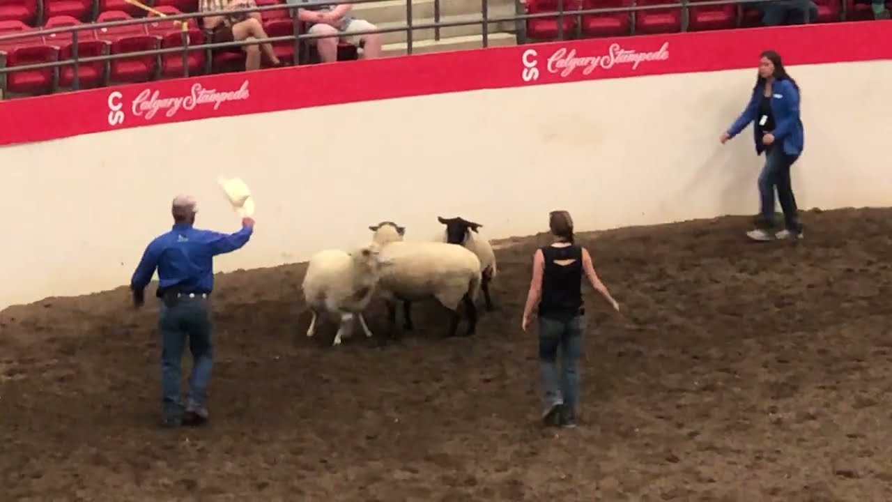 Calgary Stampede - Stock Dog performance 2022