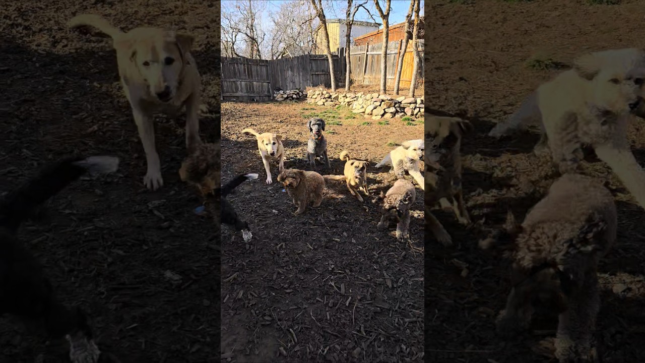 тренировка с друзьями 🐶 безумный, дикий день