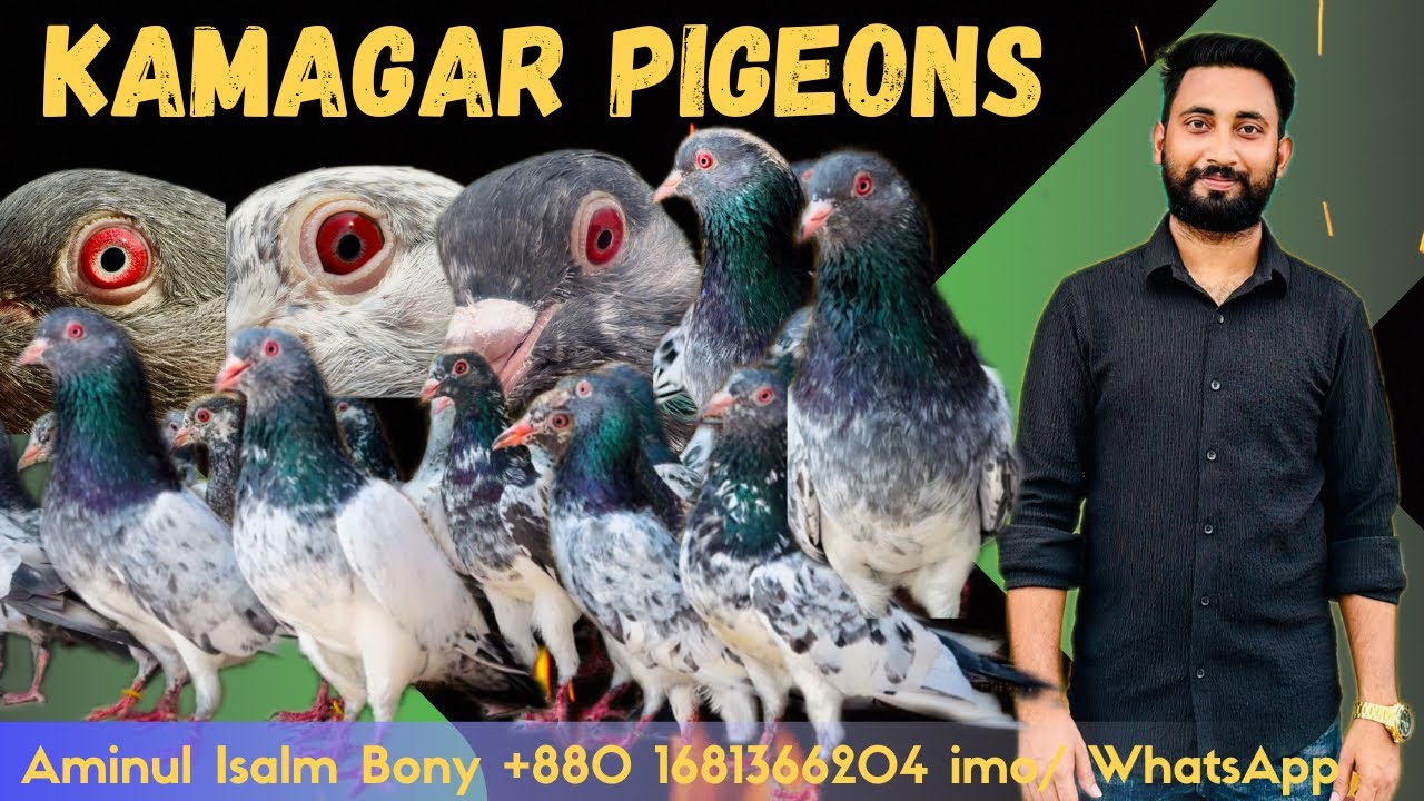 kamagar kobutor #dabwaly #golden #pigeon #original#high_flyer_pigeons #kabutar #redeyes #khulna