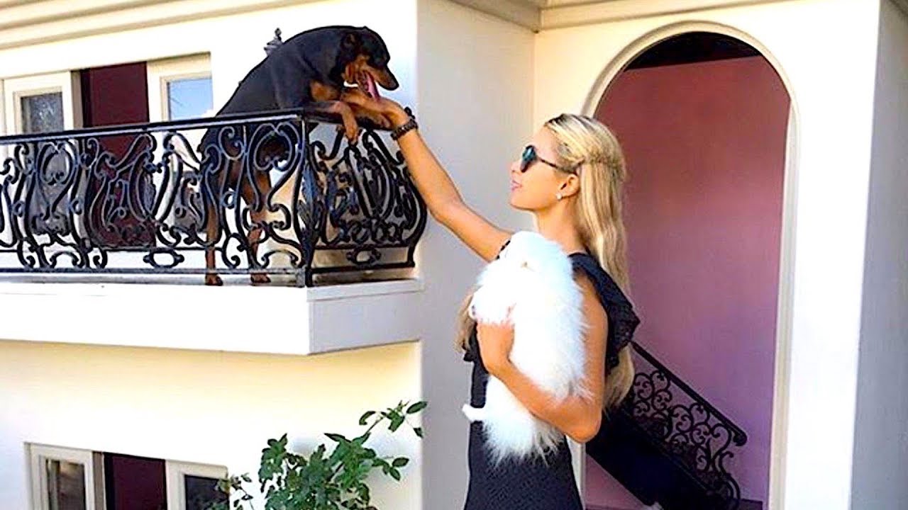 5 Crazy-Cool Pet-Mansions Across America