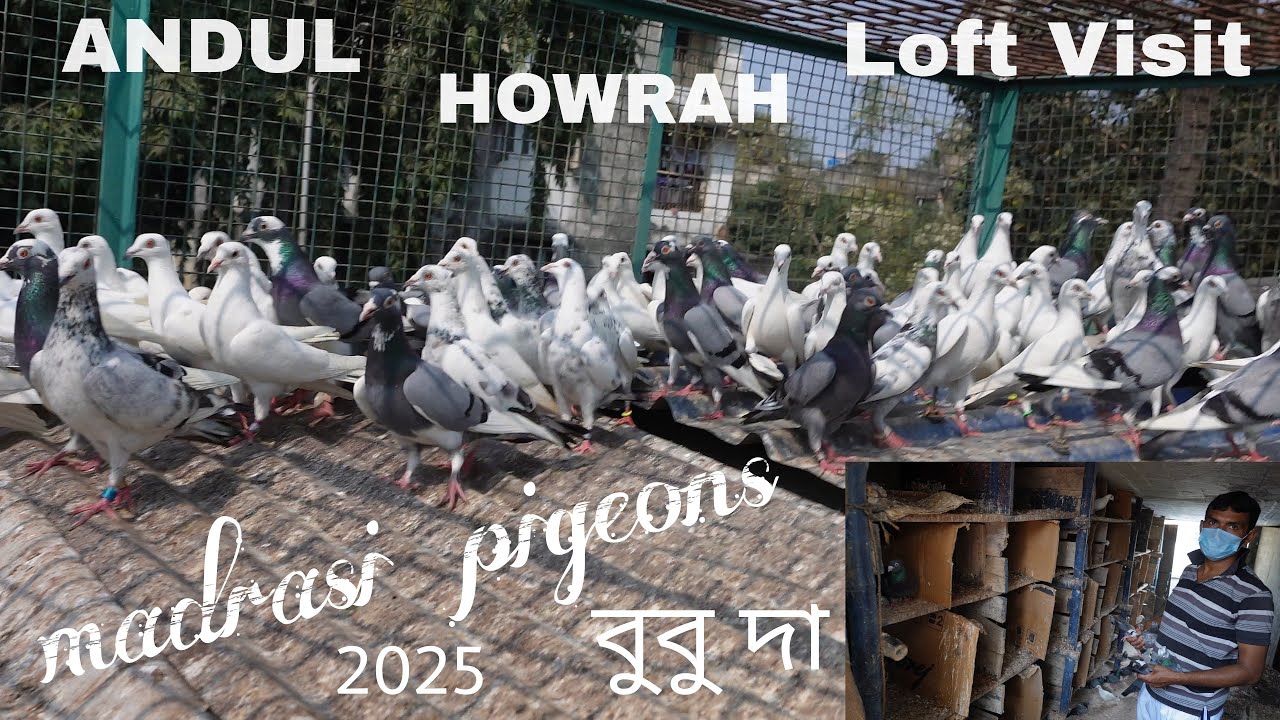 Bubu Da Madrasi ( Chennai )  Pigeon Loft Visit at ,Andul , Howrah - 7044506235