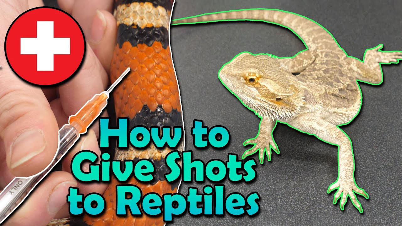 How to give Injections to Snakes and Lizards