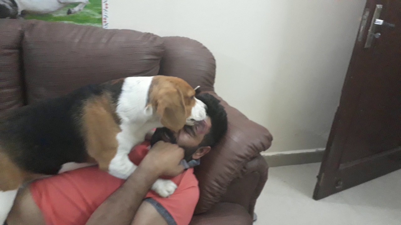 See The Beagle LOVE - Is Beagle really so Lovable?