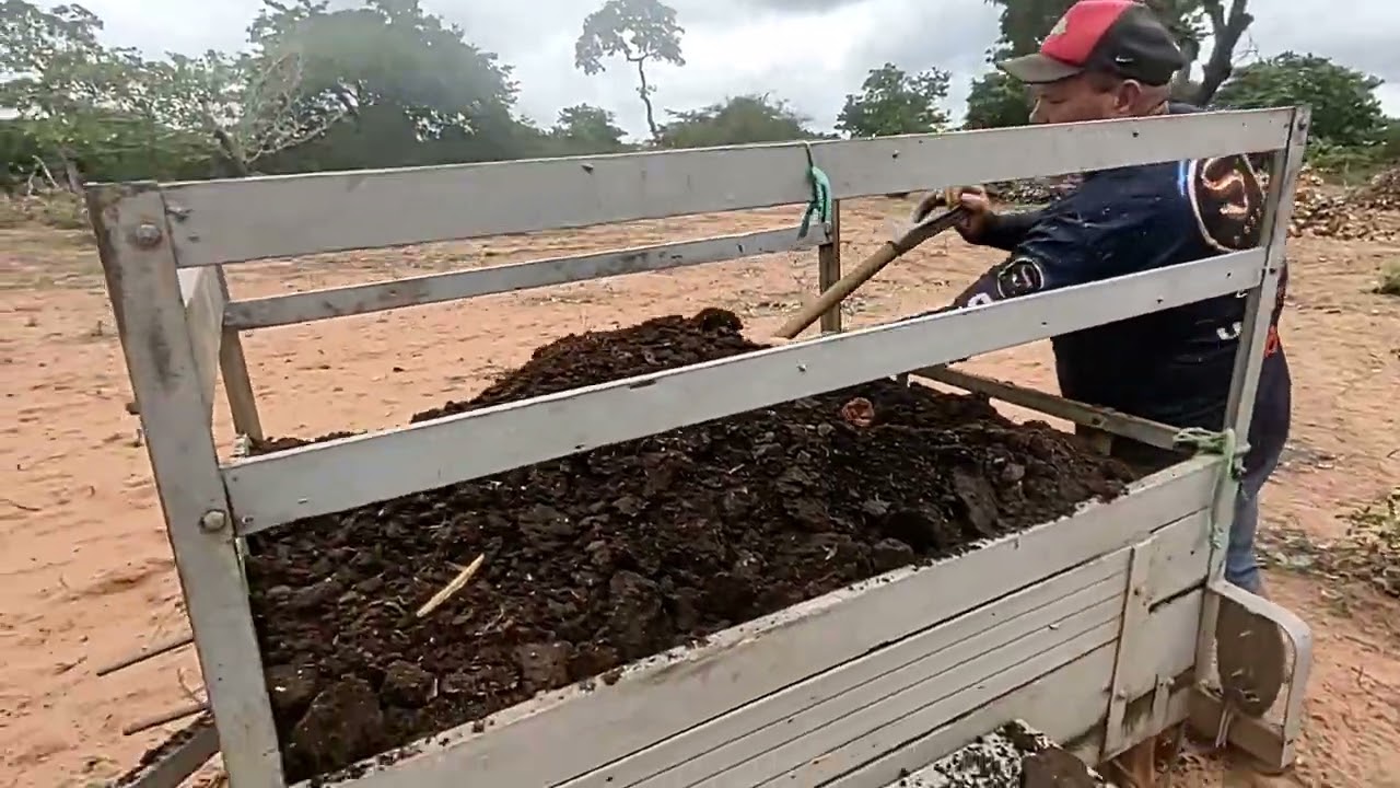 JUNTANDO ESTRUME DO CURRAL PARA ADUBAR O PLANTIO DE SORGO NO SÍTIO PÔR DO SOL.