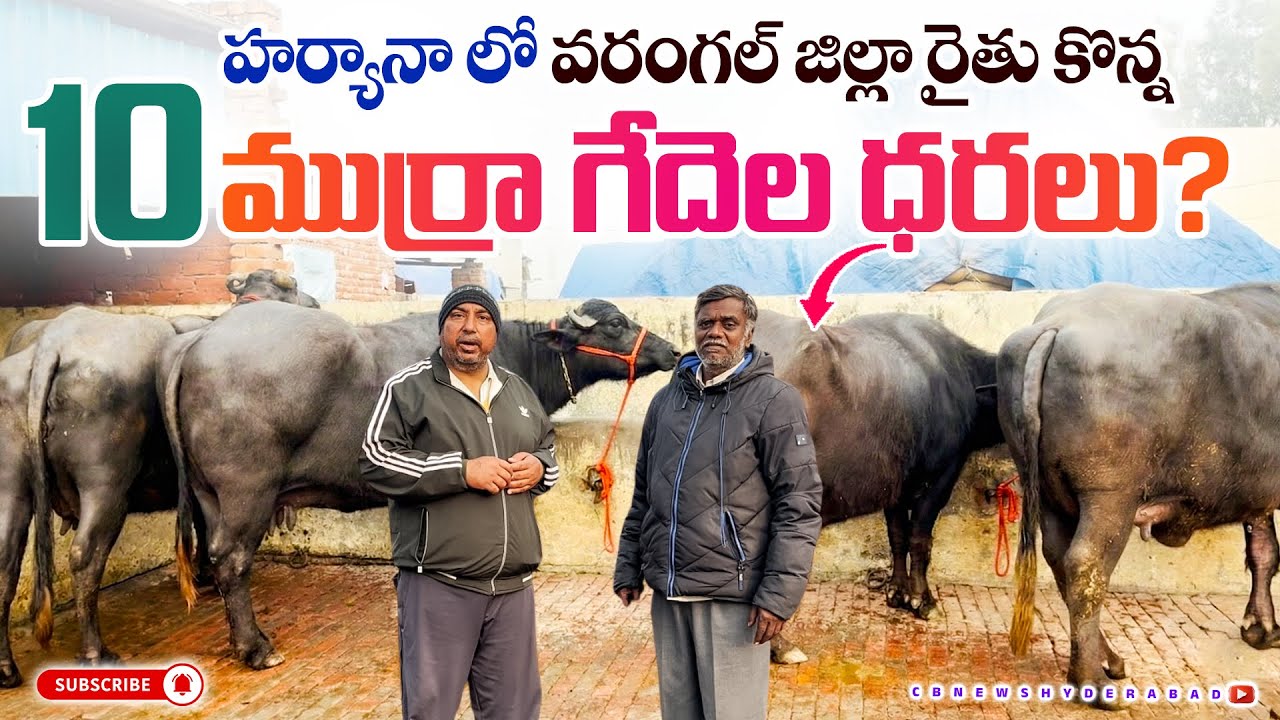 హర్యానా లో వరంగల్ జిల్లా రైతు కొన్న 10 ముర్రా గేదెల ధరలు?Murrah Buffaloes for sale | Haryana |CBNews