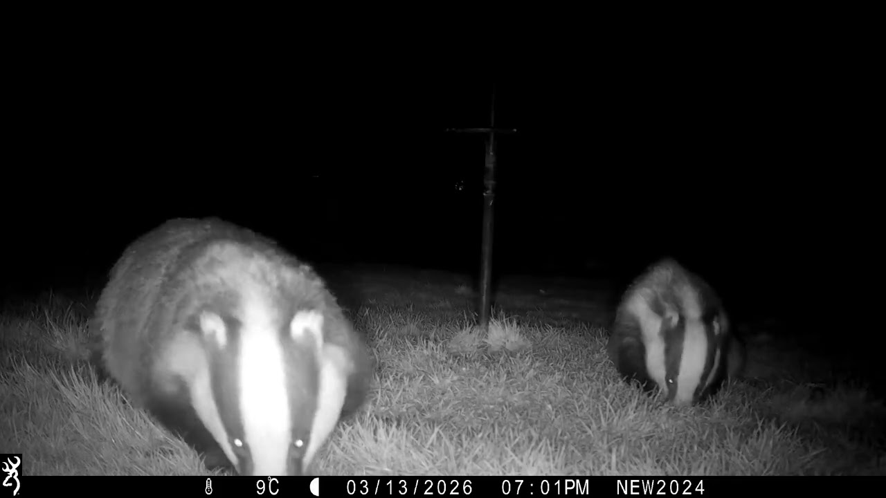 13th March 2026 Mabel,Sophie and Boris the badgers