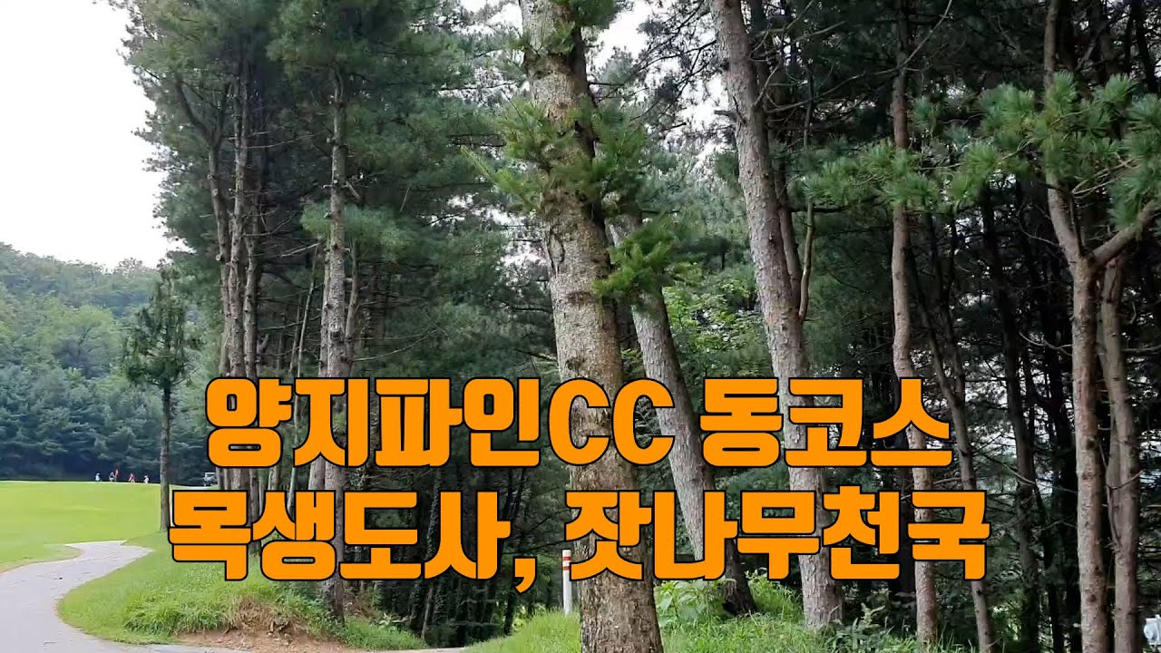 [양지파인CC] 동코스 1-6번홀 / 잣나무천국 / 목생도사