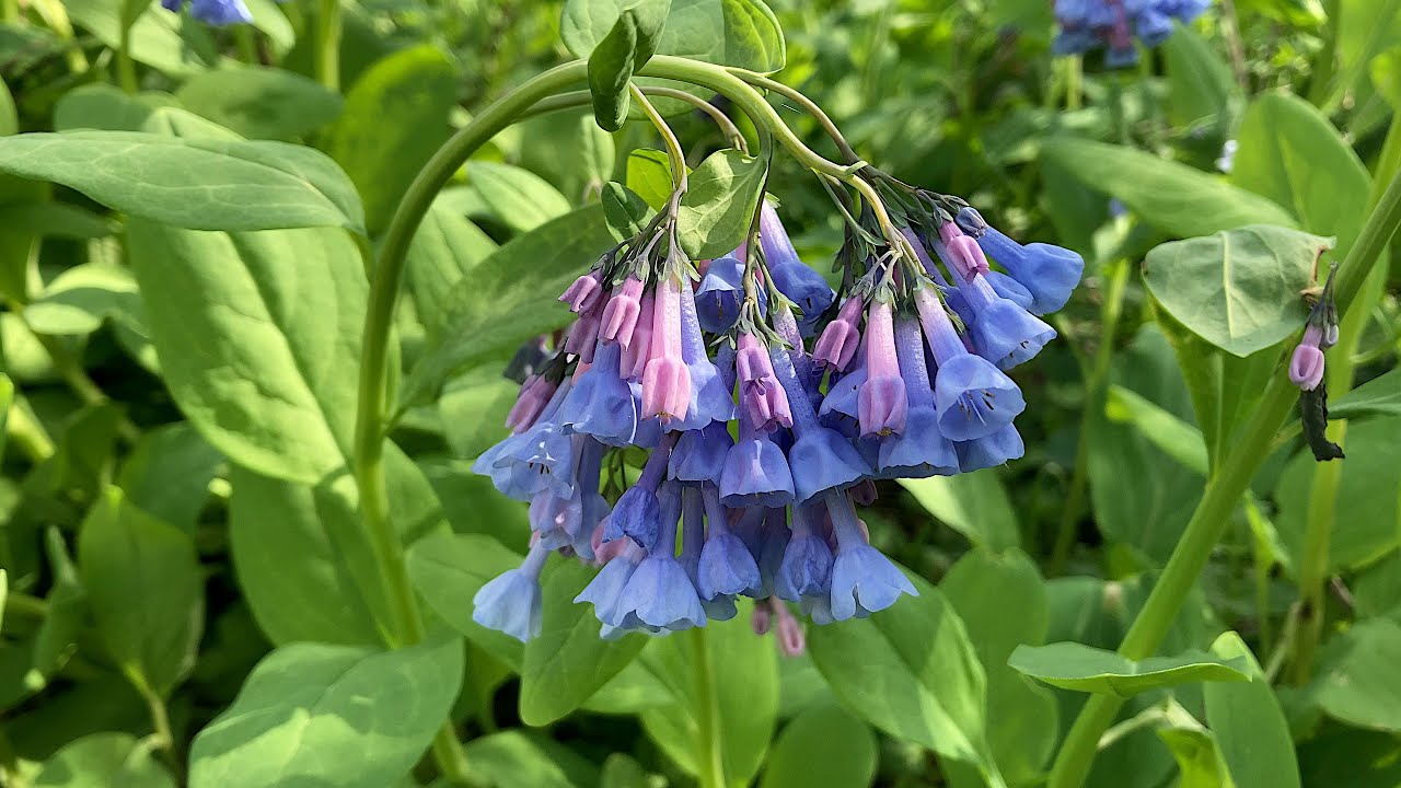 Virginia Bluebells