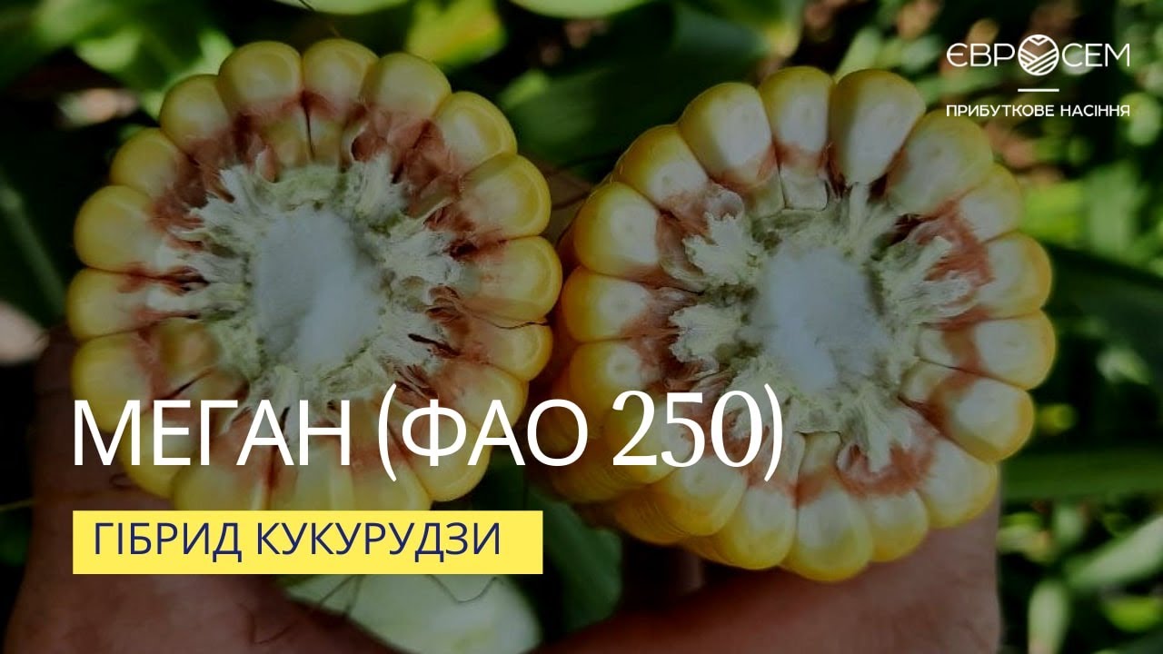 Меган (ФАО 250) - гібрид кукурудзи | Какой гибрид кукурузы есть в Украине 2022 год