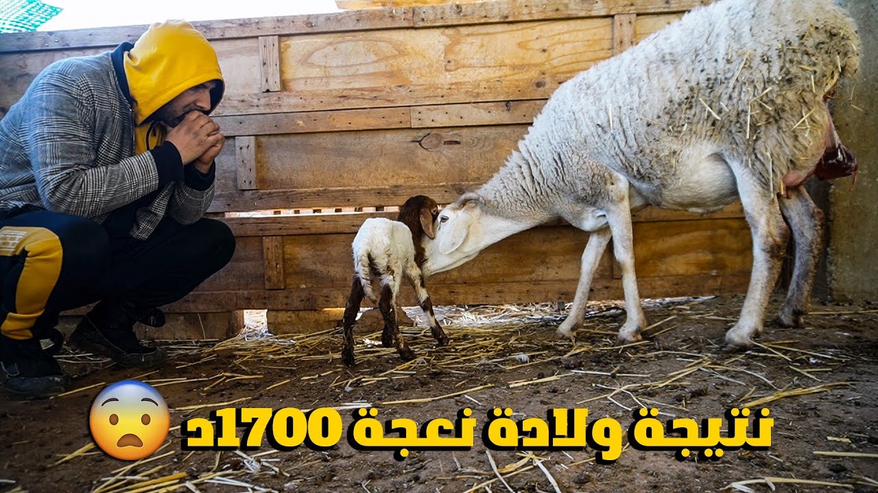 هل كانت ولادة النعجة مربحة نضرا لسعرها المرتفع🤔