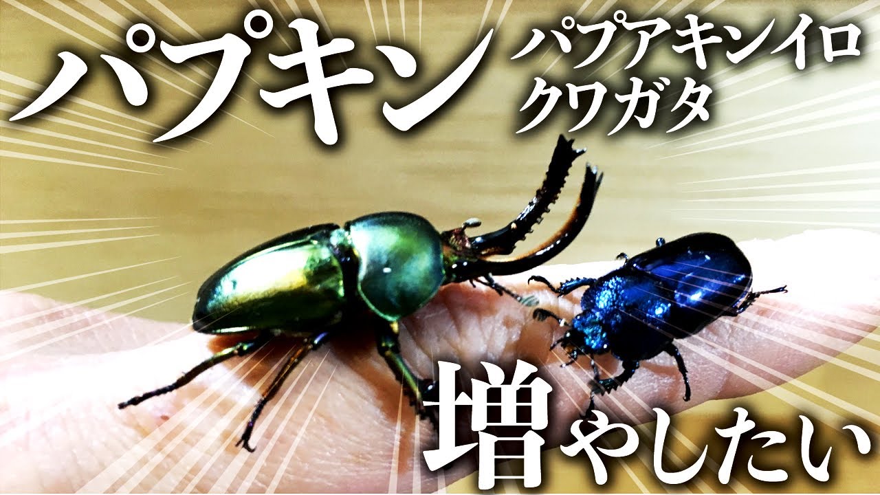 パプアキンイロクワガタを15年ぶりに購入したのでブリードします（クワガタ自己満ラボ）