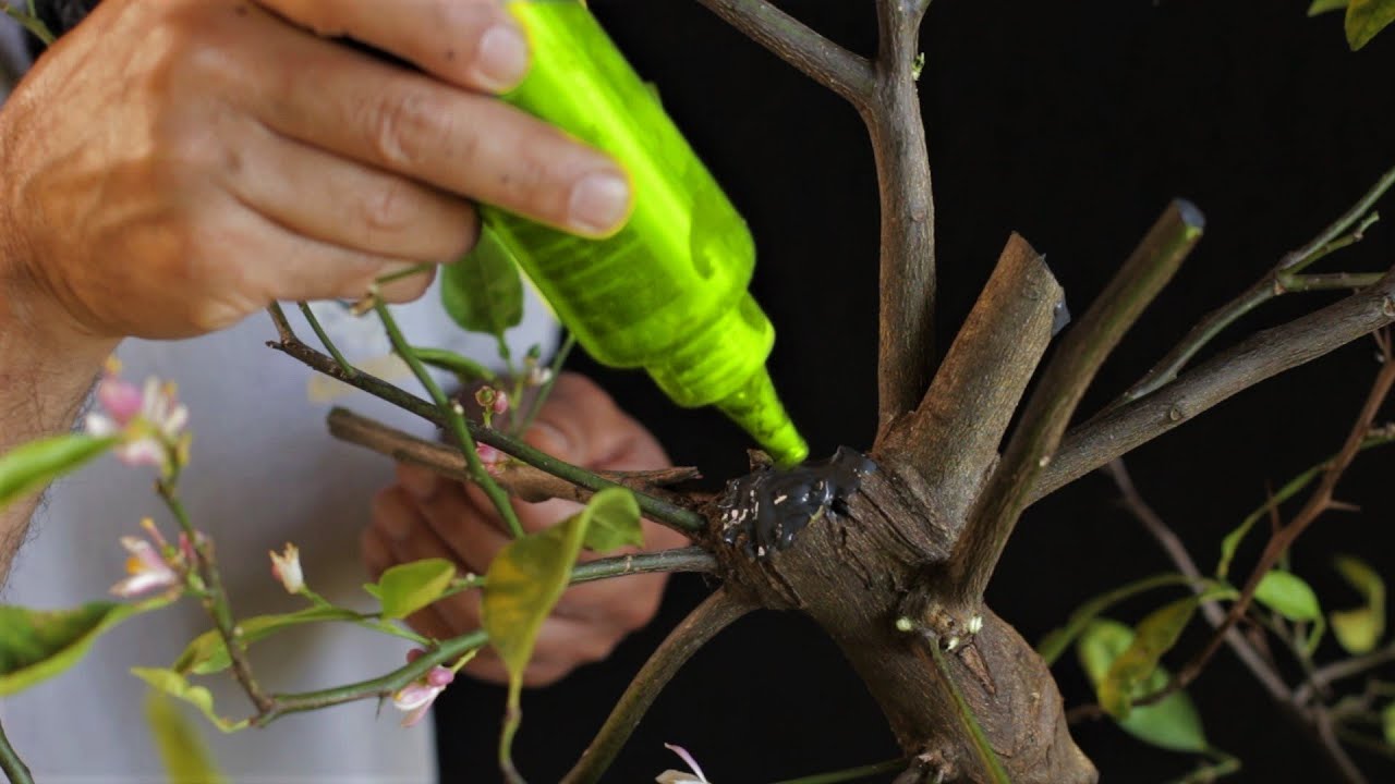 A Melhor Pasta Selante e Cicatrizante para Bonsai com formulação personalizada da Carving Bonsai