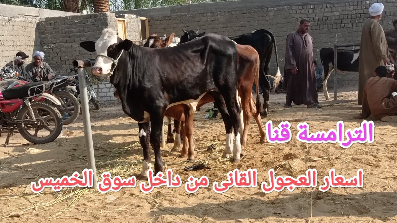 العجول القانى من داخل سوق الخميس بالترامسة عجول الصنف والصنعة👌✅✅بمحافظة قنا 