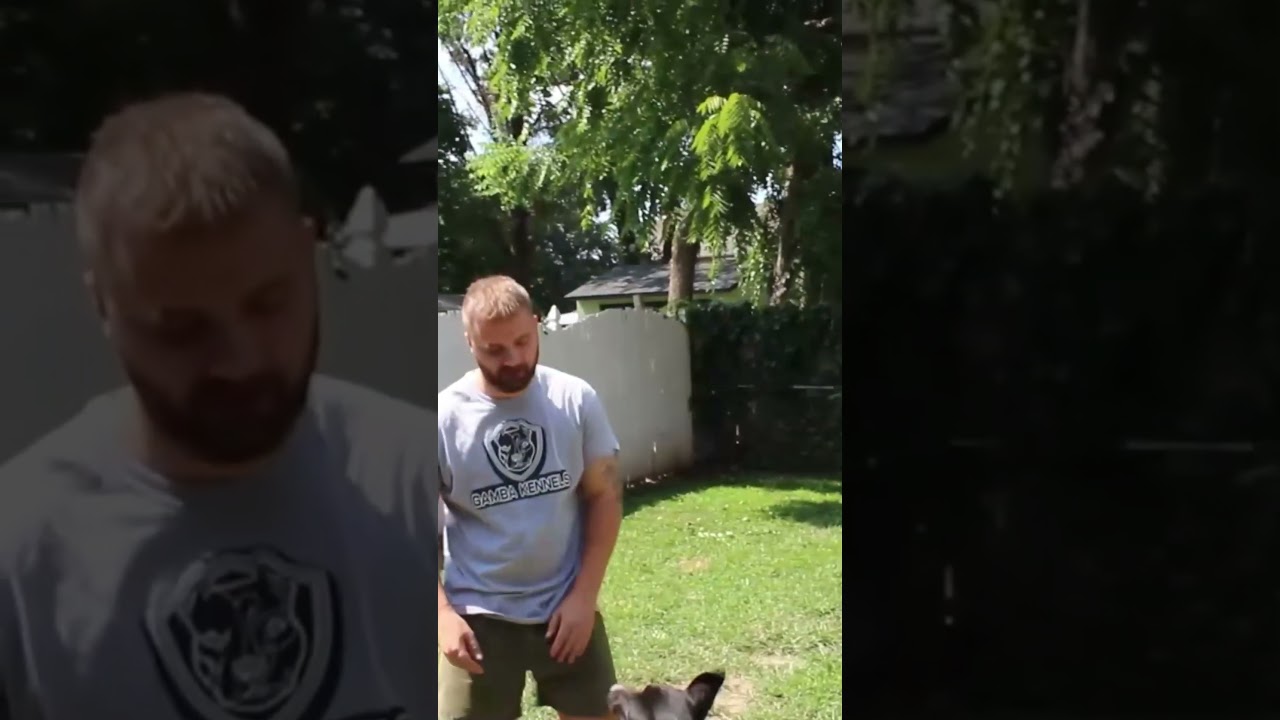 Мой постоянный бизнес по содержанию собак