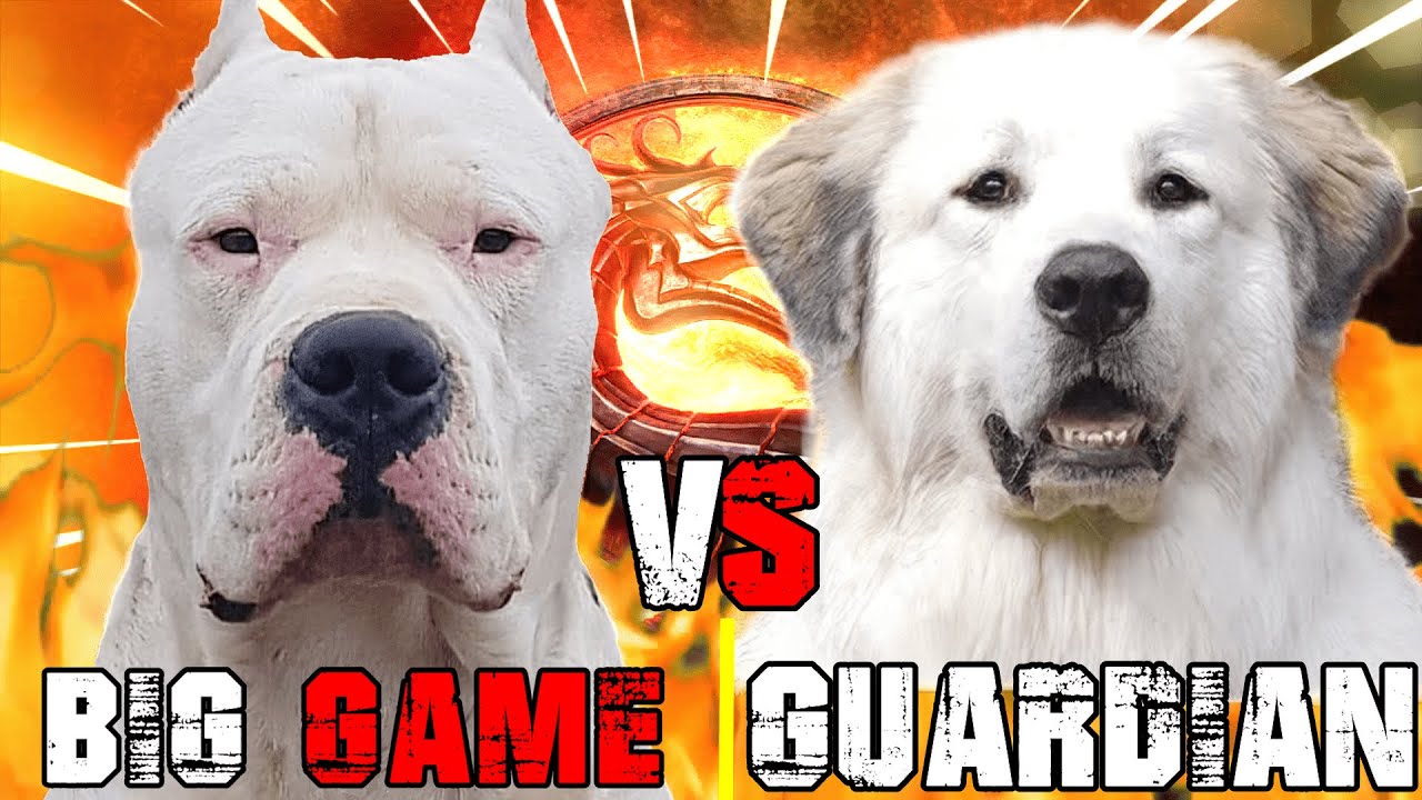 Dogo Argentino vs Great Pyrenees | Great Pyrenees vs Dogo Argentino | Best Guard Dog | Billa Boyka |