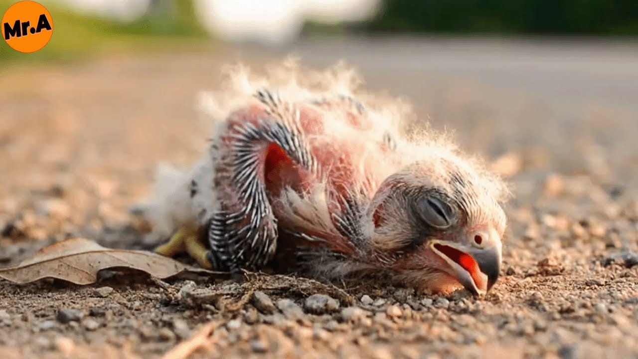 Heartbreaking Rescue of a Baby Hawk by the Roadside | Animal Rescue