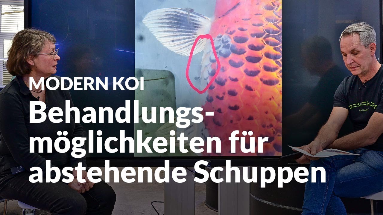 Wenn im Winter Schuppen abstehen | Modern Koi Blog #6498
