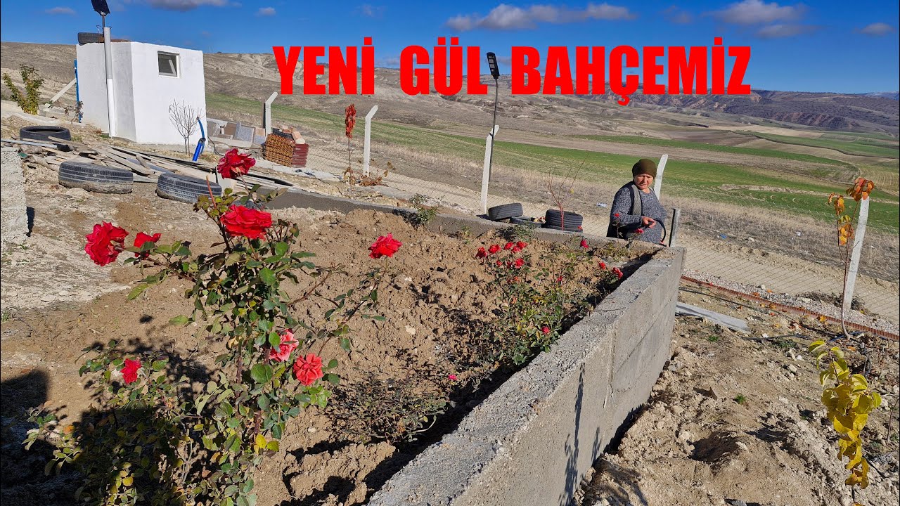 YENİ GÜL BAHÇEMİZ GÜLLERİMİZİ YERLERİNE DİKİYORUZ BAHÇEMİZ ÇOK GÜZEL OLACAK