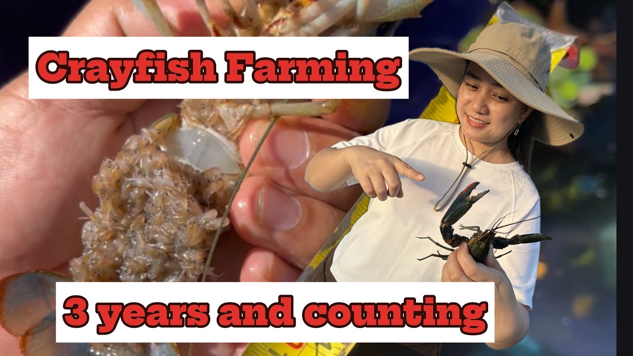 DAPAT MONG MALAMAN BAGO MAGSIMULA SA CRAYFISH FARMING | Crawfish farm | Crayfish Ph | wag papaloko